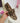 Colette Leo Loafer