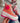 Smills Fuchsia Sneaker