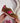 Tutto Bene Peach Sneaker
