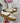153 Beige Sneaker BK