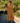 Iris Maxi Dress - Olive